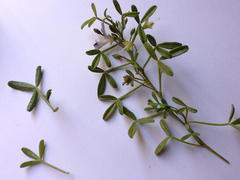 Psoralea repens