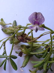 Psoralea repens
