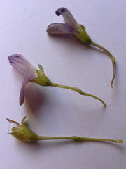 Psoralea repens