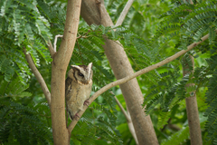 Otus lettia lettia