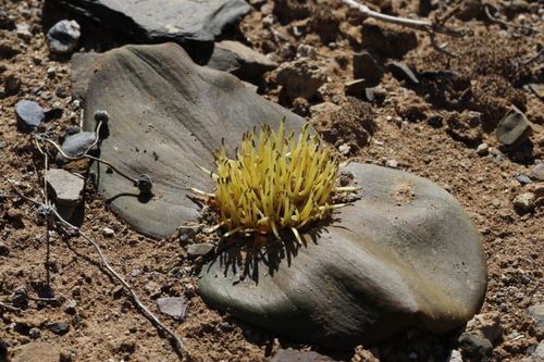 Massonia depressa