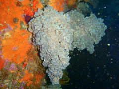 Eunephthya thyrsoidea