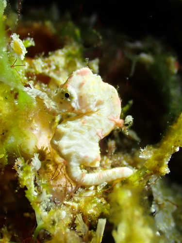 Coleman's pygmy seahorse (Hippocampus colemani) — Syngnathidae — 4