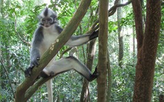 Presbytis thomasi