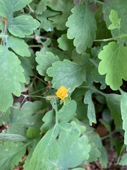 Chelidonium majus