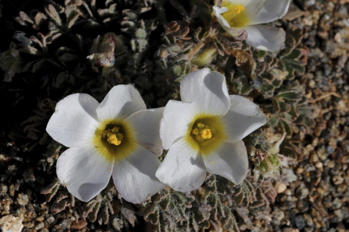 Image of Oxalis annae by (c) Karen Eichholz, some rights reserved (CC BY)
