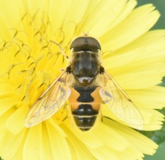 Eristalis arbustorum