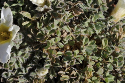 Image of Oxalis annae by (c) Karen Eichholz, some rights reserved (CC BY)