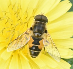 Eristalis arbustorum