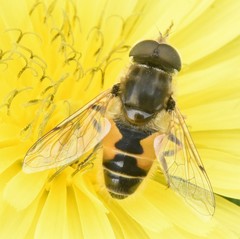 Eristalis arbustorum