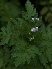 Valeriana chaerophylloides