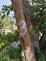 Roseodendron donnell-smithii