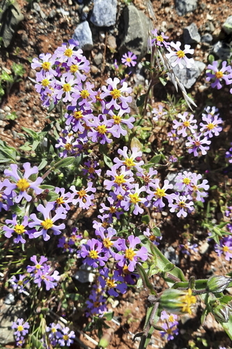 Image of Zaluzianskya violacea by (c) Karen Eichholz, some rights reserved (CC BY)