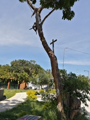 Roseodendron donnell-smithii