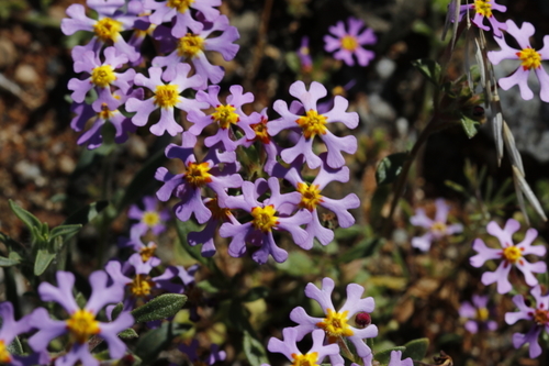 Image of Zaluzianskya violacea by (c) Karen Eichholz, some rights reserved (CC BY)