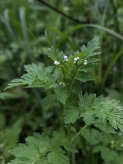 Valeriana chaerophylloides