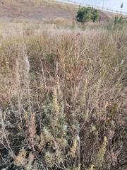 Artemisia abrotanum