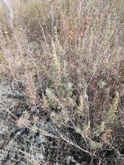 Artemisia abrotanum