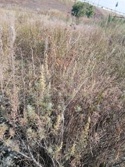 Artemisia abrotanum