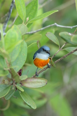 Dicaeum trigonostigma rubropygium