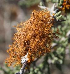 Teloschistes capensis