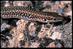 Anatololacerta ibrahimi