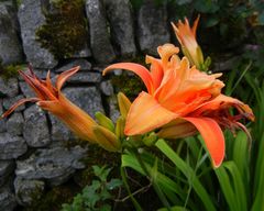 Hemerocallis fulva kwanso
