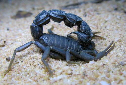 Transvaal Thicktail Scorpion