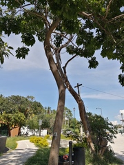 Roseodendron donnell-smithii