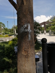 Roseodendron donnell-smithii