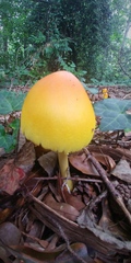 Amanita caesarea