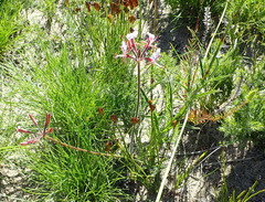 Pelargonium dipetalum