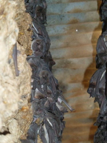 Angolan Free-tailed Bat