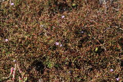 Limonium equisetinum