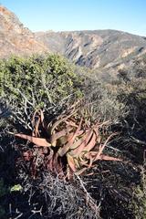 Aloe microstigma microstigma
