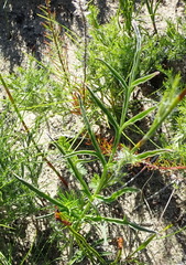 Pelargonium dipetalum
