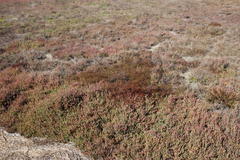 Limonium equisetinum