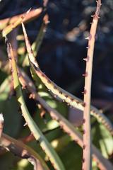 Aloe microstigma microstigma