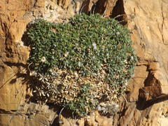 Oldenburgia intermedia