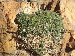 Oldenburgia intermedia