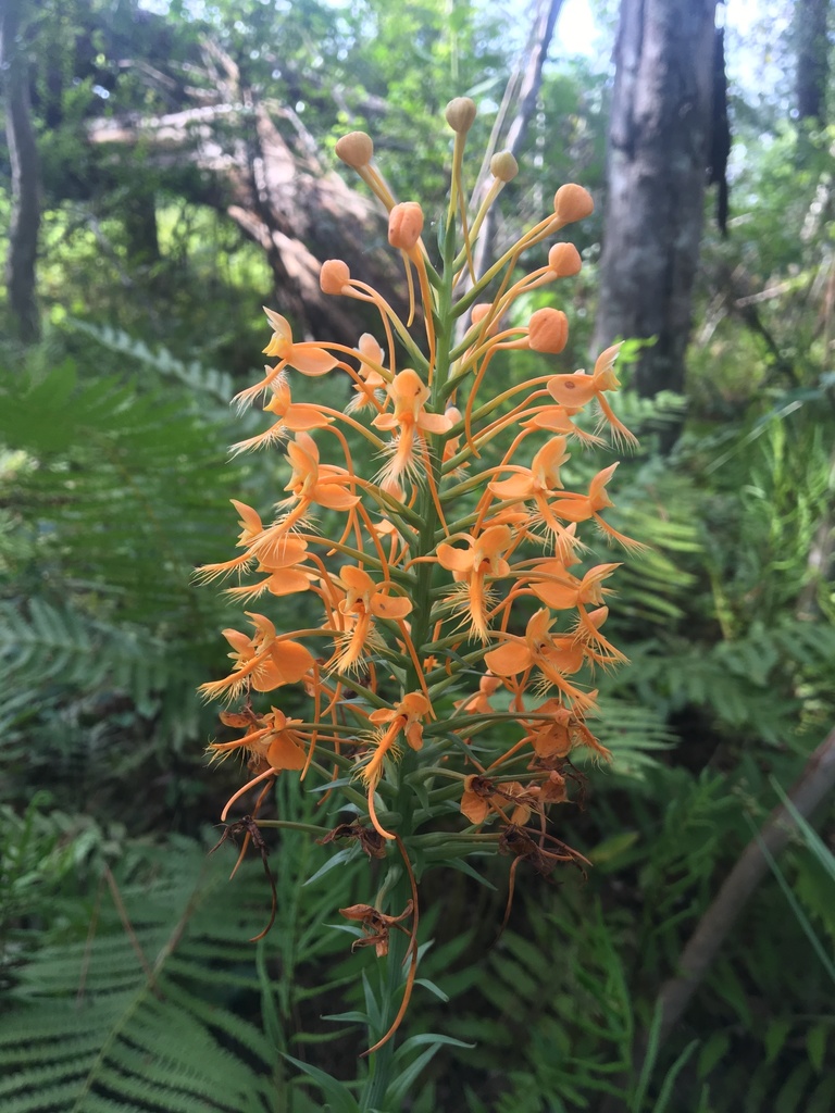 Platanthera ciliaris