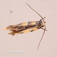 Promalactis lobatifera