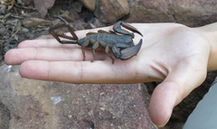 Hadogenes troglodytes