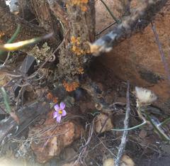 Oxalis reflexa