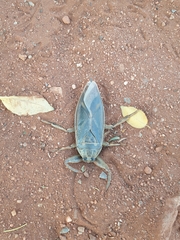 Lethocerus cordofanus