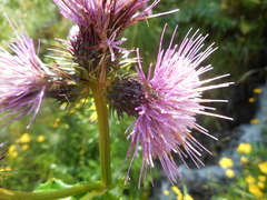 Cirsium alsophilum
