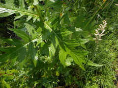 Cirsium alsophilum