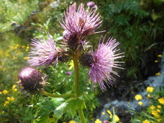 Cirsium alsophilum