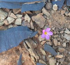 Oxalis reflexa