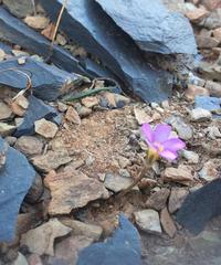 Oxalis reflexa
